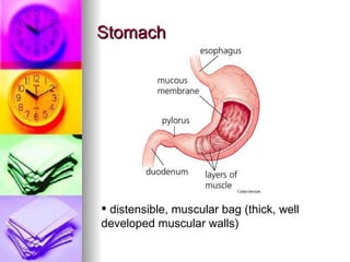 Stomach distensible, muscular bag (thick, well developed muscular walls) 