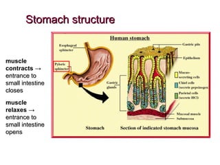 Stomach structure muscle contracts   -> entrance to small intestine closes   muscle relaxes   -> entrance to small intestine opens 