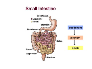 Small Intestine duodenum jejunum ileum 