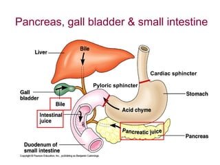 Pancreas, gall bladder & small intestine Cardiac sphincter Pyloric sphincter 