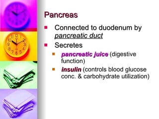 Pancreas Connected to duodenum by  pancreatic duct Secretes  pancreatic juice   (digestive function)   insulin  (controls blood glucose conc. & carbohydrate utilization) 