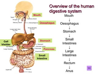 Overview of the human digestive system Mouth  ↓ Oesophagus ↓ Stomach ↓ Small Intestines ↓ Large Intestines ↓ Rectum ↓ Anus Mouth Stomach Small Intestine Pancreas Gall bladder Oesophagus 