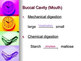 Buccal Cavity (Mouth)  Mechanical digestion large  small Chemical digestion Starch  maltose amylase *mastication 