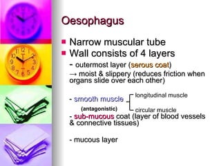 Oesophagus Narrow muscular tube Wall consists of 4 layers -  outermost layer  ( serous coat )  ->  moist & slippery (reduces friction when organs slide over each other) -  smooth muscle -  sub-mucous  coat (layer of blood vessels & connective tissues) - mucous layer longitudinal muscle circular muscle (antagonistic) 
