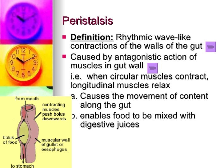 Chapter 6 Nutrition in Humans Lesson 1 The Need for Digestion