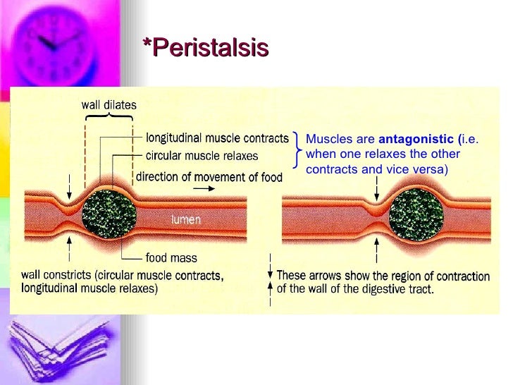 Chapter 6 Nutrition in Humans Lesson 1 The Need for Digestion