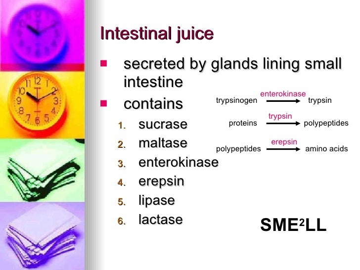 Chapter 6 Nutrition in Humans Lesson 1 The Need for Digestion