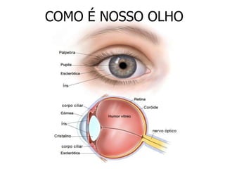 COMO É NOSSO OLHO 
 