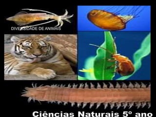 Ciências da Natureza
5º ano
DIVERSIDADE DE ANIMAIS
 