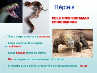 Répteis
• Têm o corpo coberto de escamas
• Estas escamas têm origem
na epiderme
• Estão ligadas umas às outras
• Não acompanham o crescimento do animal
• À medida que o animal cresce vão sendo substituídas – muda
PELE COM ESCAMAS
EPIDERMICAS
 
