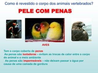 Como é revestido o corpo dos animais vertebrados?
AVES
Tem o corpo coberto de penas
As penas são isoladoras – evitam as trocas de calor entre o corpo
do animal e o meio ambiente
As penas são impermeáveis – não deixam passar a água por
causa de uma camada de gordura
PELE COM PENAS
 