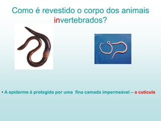 Como é revestido o corpo dos animais
invertebrados?
• A epiderme é protegida por uma fina camada impermeável – a cutícula
 