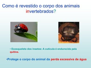 Como é revestido o corpo dos animais
invertebrados?
• Exosqueleto dos insetos: A cutícula é endurecida pela
quitina.
•Protege o corpo do animal da perda excessiva de água
 