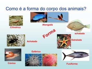 Como é a forma do corpo dos animais?
Cilíndrica
Alongada
achatada
Estrelada
Esférica
Achatada
Cónica Fusiforme
 