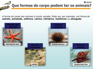 A forma do corpo dos animais é muito variada. Pode ser, por exemplo, em forma de
estrela, achatada, esférica, cónica, cilíndrica, fusiforme ou alongada.
Forma de
estrela
Forma
achatada
Forma
esférica
Forma
cónica
Estrela-do-mar
Solha
Ouriço-do-mar
Caracol-do-mar
Que formas de corpo podem ter os animais?
 