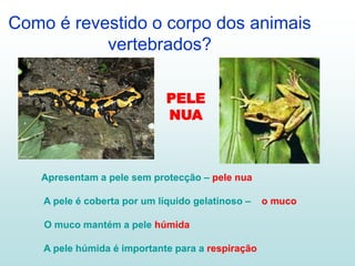 Como é revestido o corpo dos animais
vertebrados?
Apresentam a pele sem protecção – pele nua
A pele é coberta por um líquido gelatinoso – o muco
O muco mantém a pele húmida
A pele húmida é importante para a respiração
PELE
NUA
 