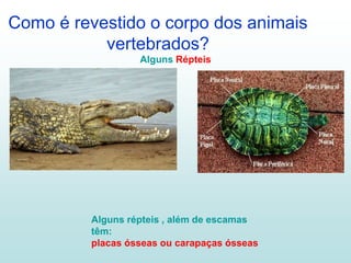 Como é revestido o corpo dos animais
vertebrados?
Alguns répteis , além de escamas
têm:
placas ósseas ou carapaças ósseas
Alguns Répteis
 
