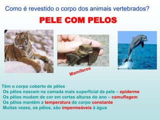 Como é revestido o corpo dos animais vertebrados?
Têm o corpo coberto de pêlos
Os pêlos nascem na camada mais superficial da pele – epiderme
Os pêlos mudam de cor em certas alturas do ano – camuflagem
Os pêlos mantêm a temperatura do corpo constante
Muitas vezes, os pêlos, são impermeáveis à água
PELE COM PELOS
 