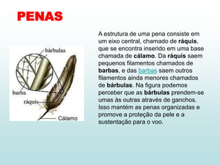 PENAS
A estrutura de uma pena consiste em
um eixo central, chamado de ráquis,
que se encontra inserido em uma base
chamada de cálamo. Da ráquis saem
pequenos filamentos chamados de
barbas, e das barbas saem outros
filamentos ainda menores chamados
de bárbulas. Na figura podemos
perceber que as bárbulas prendem-se
umas às outras através de ganchos.
Isso mantém as penas organizadas e
promove a proteção da pele e a
sustentação para o voo.
 