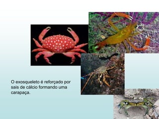 O exosqueleto é reforçado por
sais de cálcio formando uma
carapaça.
 