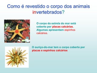 Como é revestido o corpo dos animais
invertebrados?
O corpo da estrela do mar está
coberto por placas calcárias.
Algumas apresentam espinhos
calcários.
O ouriço-do-mar tem o corpo coberto por
placas e espinhos calcários
 