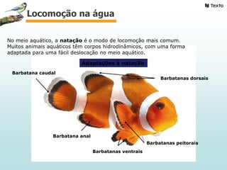 No meio aquático, a natação é o modo de locomoção mais comum.
Muitos animais aquáticos têm corpos hidrodinâmicos, com uma forma
adaptada para uma fácil deslocação no meio aquático.
Barbatana anal
Barbatanas peitorais
Barbatanas dorsais
Barbatana caudal
Barbatanas ventrais
Adaptações à natação
Locomoção na água
 