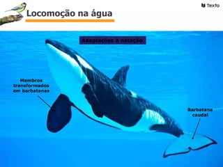 Membros
transformados
em barbatanas
Barbatana
caudal
Adaptações à natação
Locomoção na água
 