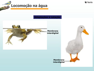 Membrana
interdigital
Membrana
interdigital
Adaptações à natação
Locomoção na água
 