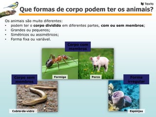 Os animais são muito diferentes:
• podem ter o corpo dividido em diferentes partes, com ou sem membros;
• Grandes ou pequenos;
• Simétricos ou assimétricos;
• Forma fixa ou variável.
Porco
Corpo com
membros
Corpo sem
membros
Forma
irregular
Cobra-de-vidro Esponjas
Formiga
Que formas de corpo podem ter os animais?
 