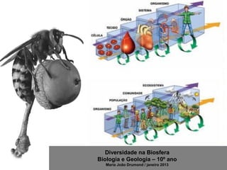 Diversidade na Biosfera
Biologia e Geologia – 10º ano
Maria João Drumond / janeiro 2013
 