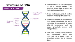 1) DNA Discovery and Structure presentation | PPTX