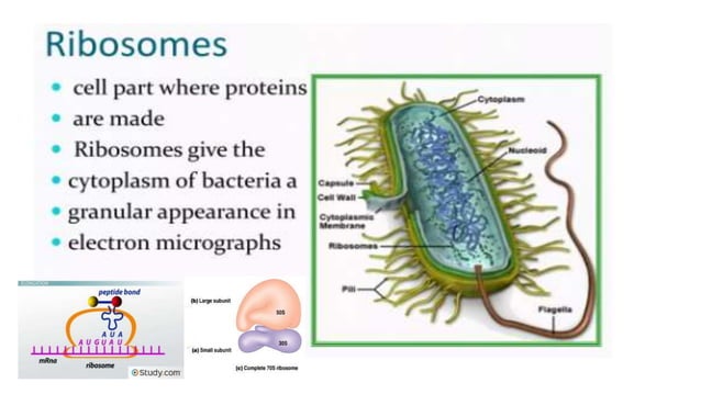 DPT - Microbiology introduction | PPTX | Biological Sciences | Science
