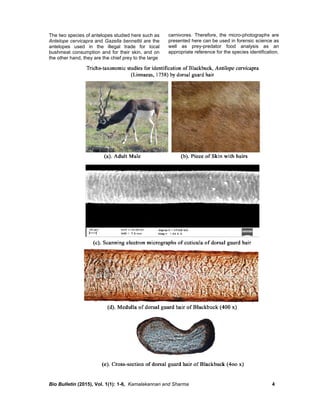 Bio Bulletin (2015), Vol. 1(1): 1-6, Kamalakannan and Sharma 4
The two species of antelopes studied here such as
Antelope cervicapra and Gazella bennettii are the
antelopes used in the illegal trade for local
bushmeat consumption and for their skin, and on
the other hand, they are the chief prey to the large
carnivores. Therefore, the micro-photographs are
presented here can be used in forensic science as
well as prey-predator food analysis as an
appropriate reference for the species identification.
 