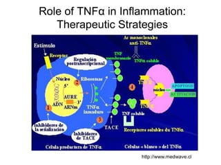 Role of TNFα in Inflammation:
Therapeutic Strategies

http://www.medwave.cl

 