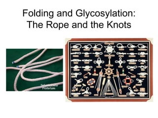 Folding and Glycosylation:
The Rope and the Knots

 