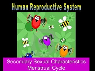 Secondary Sexual Characteristics 
Menstrual Cycle 
 