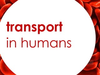 transport
in humans
 