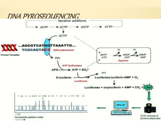 DNAPYROSEQUENCING
 