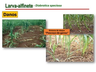- Diabrotica speciosa
Danos
Sintoma de ataque
“Pescoço-de-ganso”
 
