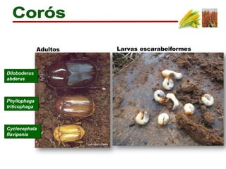 Phyllophaga
triticophaga
Diloboderus
abderus
Cyclocephala
flavipenis
Salvadori (2000)
Adultos Larvas escarabeiformes
 