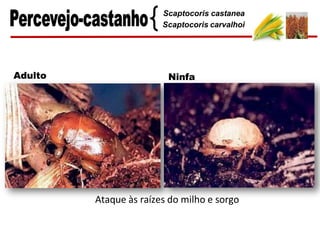 Scaptocoris castanea
Scaptocoris carvalhoi
Adulto Ninfa
Ataque às raízes do milho e sorgo
 