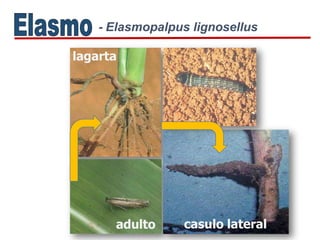 adulto
- Elasmopalpus lignosellus
lagarta
casulo lateral
 