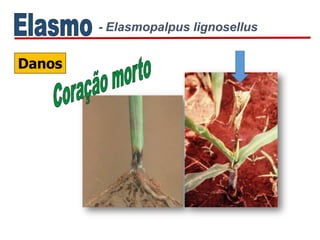 - Elasmopalpus lignosellus
Danos
 