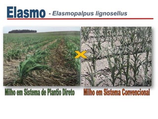 - Elasmopalpus lignosellus
 