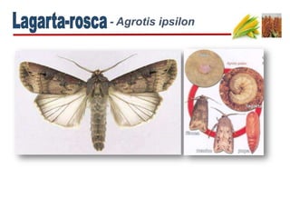 - Agrotis ipsilon
 