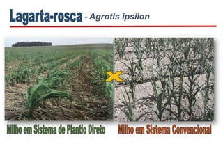 - Agrotis ipsilon
 