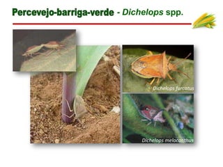 - Dichelops spp.
Dichelops melacanthus
Dichelops furcatus
 