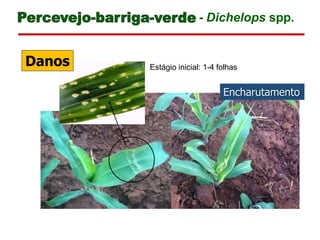 Encharutamento
Estágio inicial: 1-4 folhas
Danos
- Dichelops spp.
 