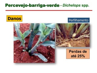 Perdas de
até 25%
- Dichelops spp.
Perfilhamento
Danos
 