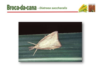 - Diatraea saccharalis
 